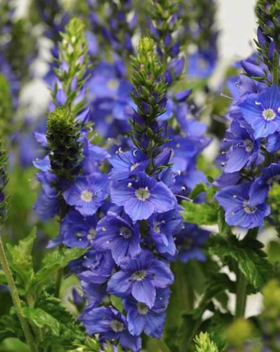 Best Blue Plants for the Garden Venice Blue Speedwell #Garden #Plants #Gardening #PlantswithBlueFlowers #PlantswithBlueBlooms #BluePlants #DramaticFoliagePlants