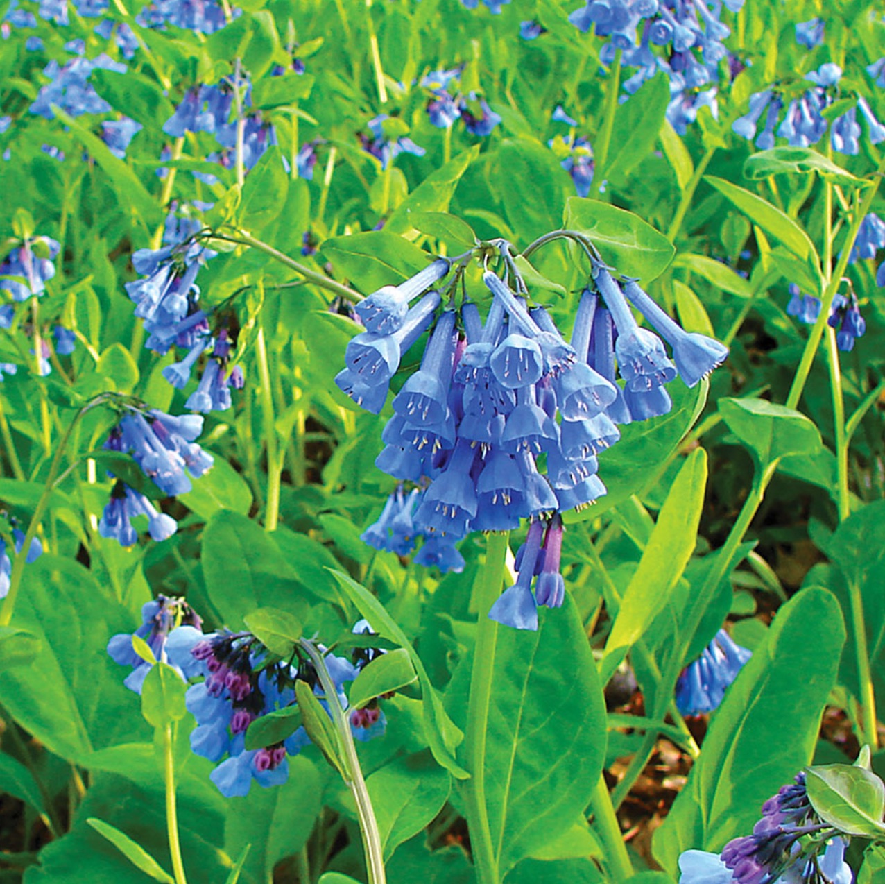 Best Blue Plants for the Garden Virginia Bluebells Mertensia #Garden #Plants #Gardening #PlantswithBlueFlowers #PlantswithBlueBlooms #BluePlants #DramaticFoliagePlants