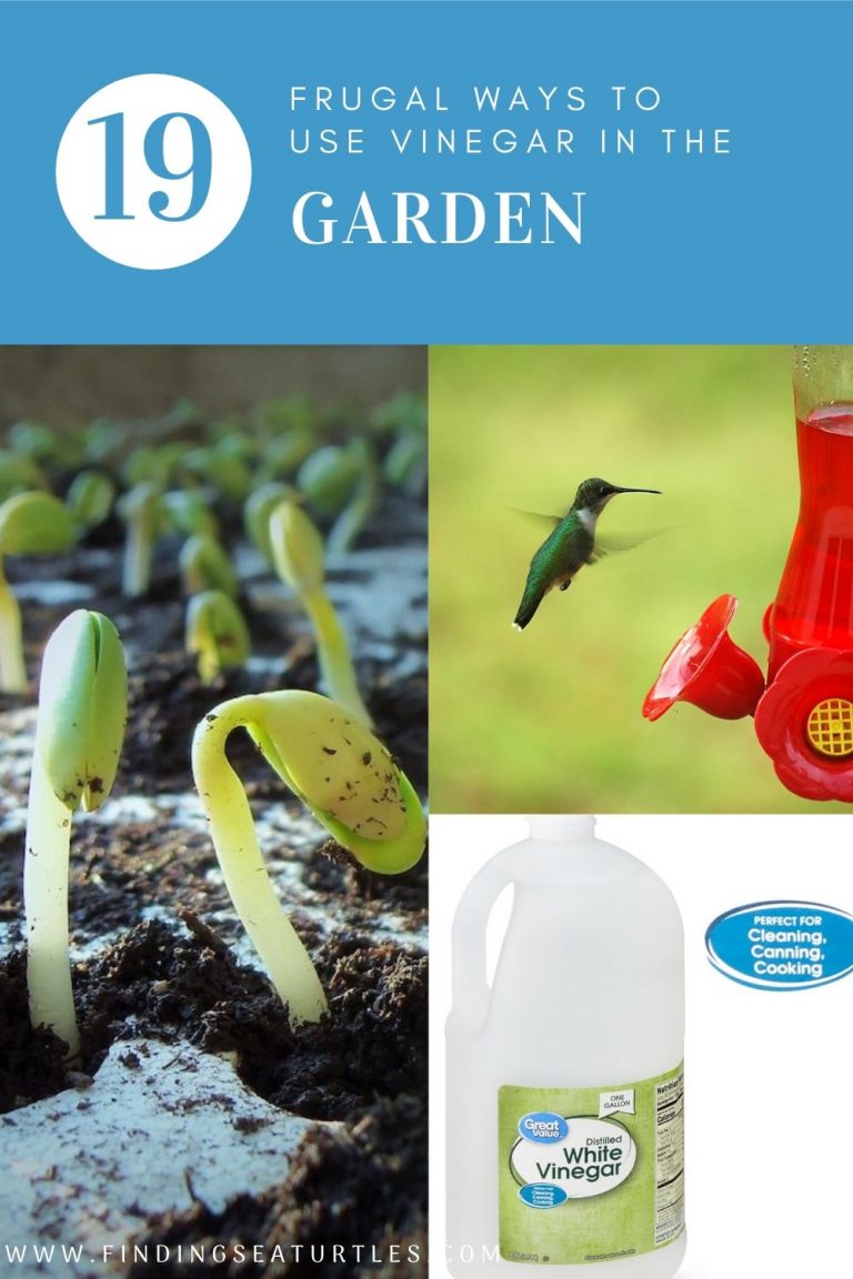 Vinegar Uses in the Garden