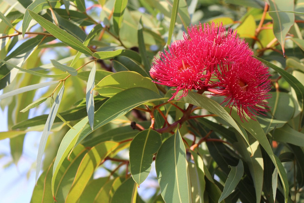 Eucalyptus #CleanHome #HomemadeCleaners #HouseCleaning #HouseKeeping #DIYCleaning #CleanwithVinegar #SaveMoney #SaveTime #BudgetFriendly #NonToxic 