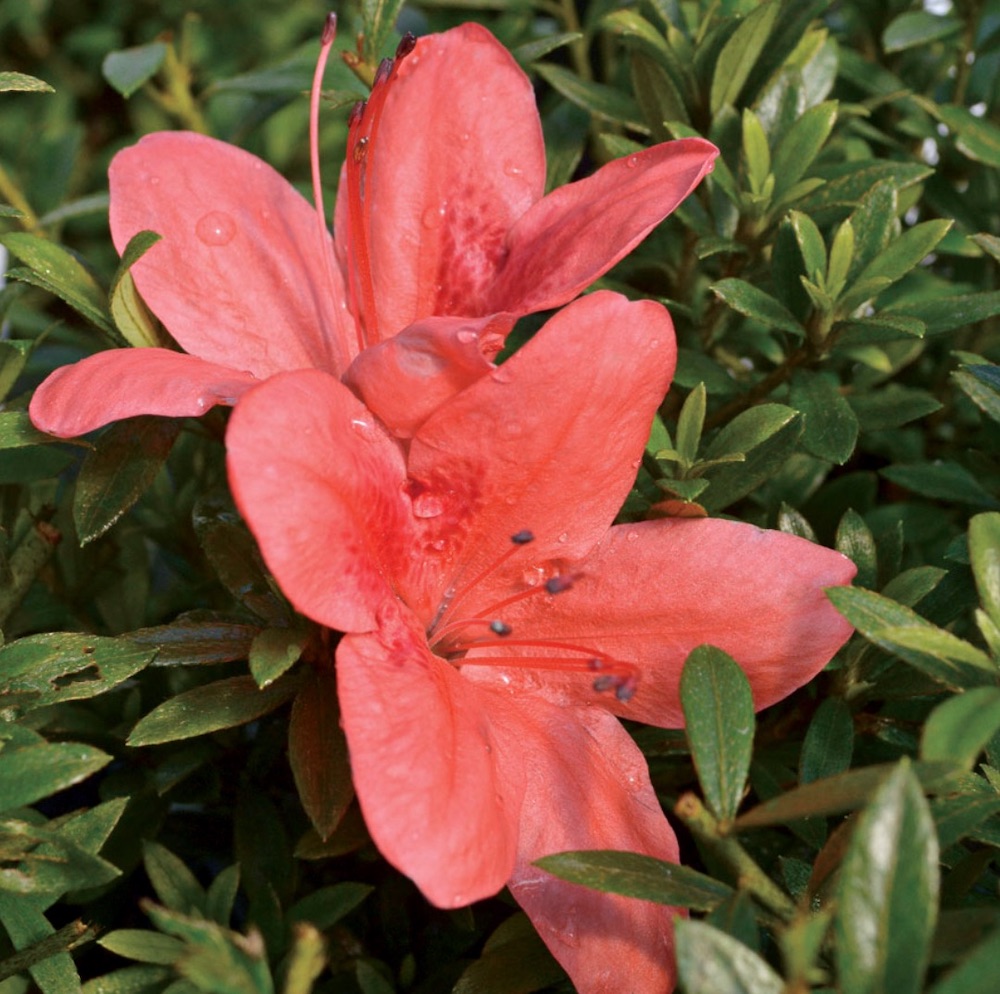 Vinegar Uses in the Garden Flame Creeper Azalea #VinegarUses #Gardening #AllNaturalCleaning #SaveMoney #SaveTime #BudgetFriendly #NonToxic #EnvironmentallyFriendly #PatioCleaning #VinegarCleaning 