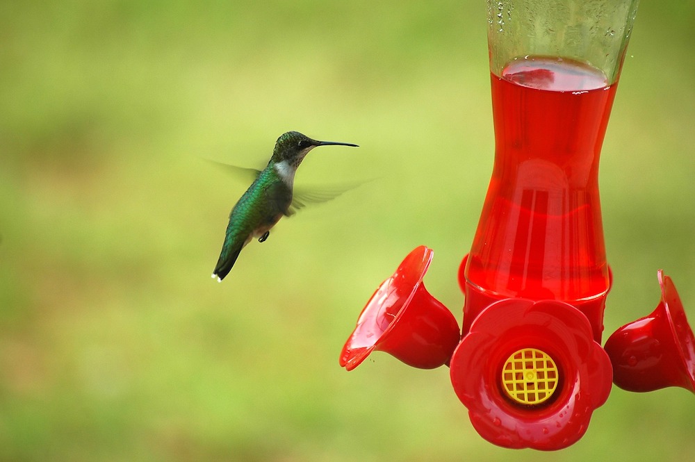 Hummingbird at Hummingbird Feeder #VinegarUses #Gardening #AllNaturalCleaning #SaveMoney #SaveTime #BudgetFriendly #NonToxic #EnvironmentallyFriendly #PatioCleaning #VinegarCleaning