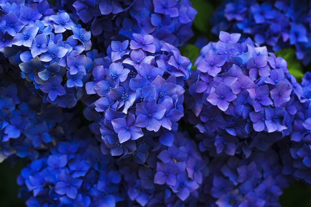 Pink Blooms Turn Blue Hydrangea Shrub #VinegarUses #Gardening #AllNaturalCleaning #SaveMoney #SaveTime #BudgetFriendly #NonToxic #EnvironmentallyFriendly #PatioCleaning #VinegarCleaning