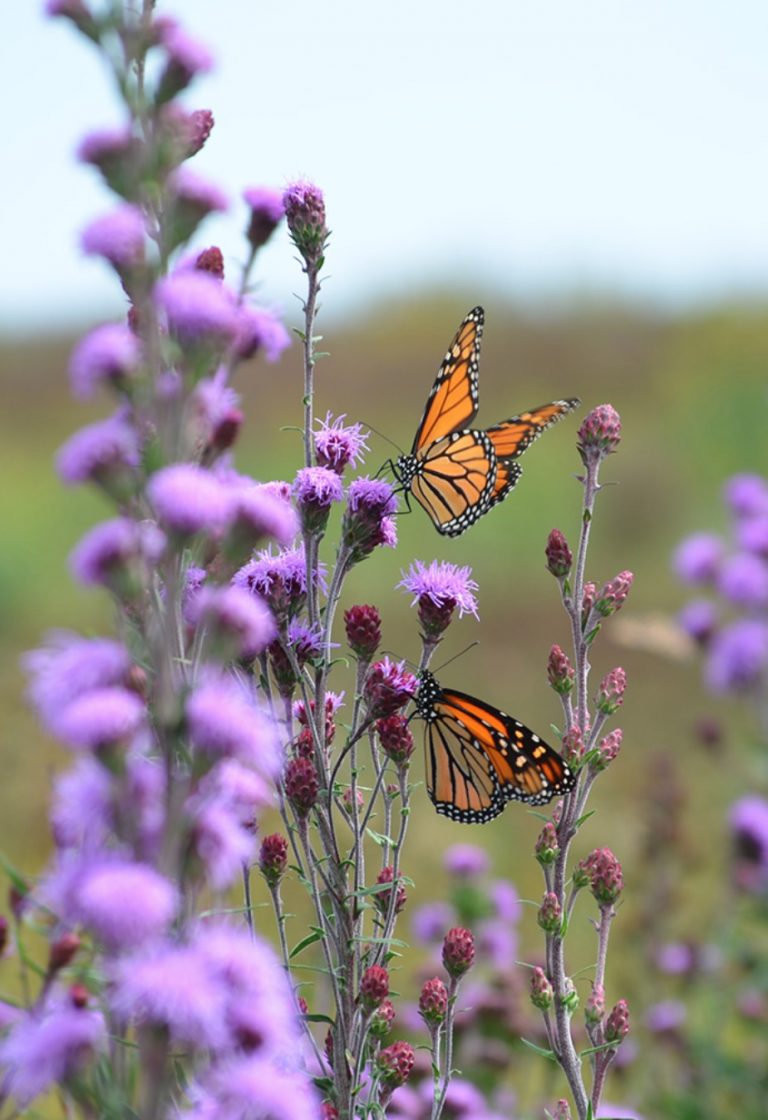 Plants that Attract Monarch Butterflies