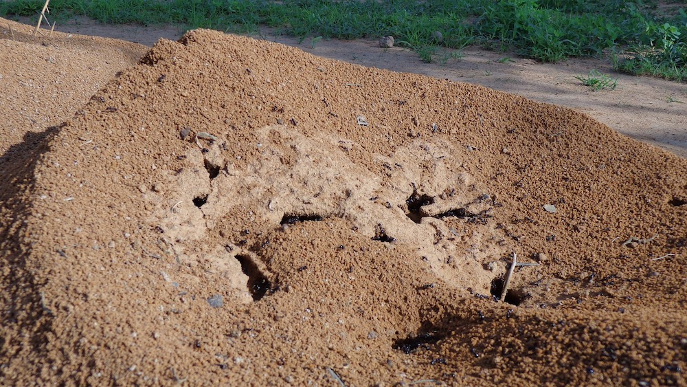 Massive Ant Hill #VinegarUses #Gardening #AllNaturalCleaning #SaveMoney #SaveTime #BudgetFriendly #NonToxic #EnvironmentallyFriendly #PatioCleaning #VinegarCleaning 