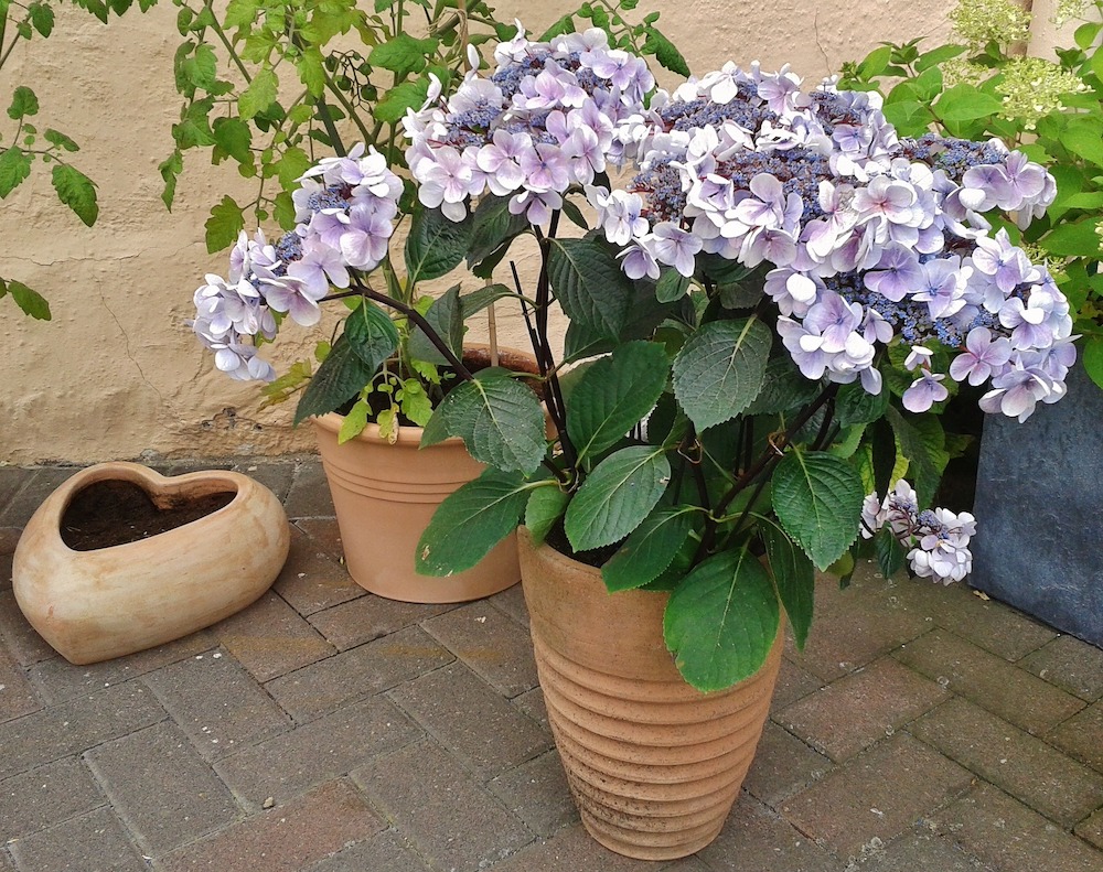 Turn Hydrangeas a Deep Blue Potted Hydrangea #VinegarUses #Gardening #AllNaturalCleaning #SaveMoney #SaveTime #BudgetFriendly #NonToxic #EnvironmentallyFriendly #PatioCleaning #VinegarCleaning 