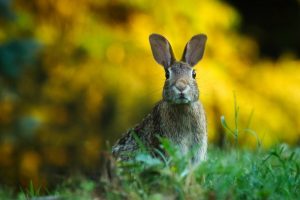 Rabbit in Search for a Fresh Garden Patch #VinegarUses #Gardening #AllNaturalCleaning #SaveMoney #SaveTime #BudgetFriendly #NonToxic #EnvironmentallyFriendly #PatioCleaning #VinegarCleaning