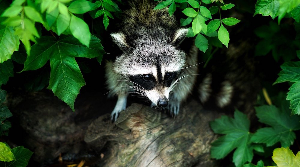 Raccoon Searching for the Vegetable Garden #VinegarUses #Gardening #AllNaturalCleaning #SaveMoney #SaveTime #BudgetFriendly #NonToxic #EnvironmentallyFriendly #PatioCleaning #VinegarCleaning