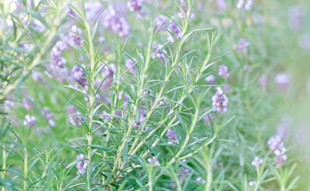 Homemade Cleaners for the Frugal Home Rosemary #CleanHome #HomemadeCleaners #HouseCleaning #HouseKeeping #DIYCleaning #CleanwithVinegar #SaveMoney #SaveTime #BudgetFriendly #NonToxic 