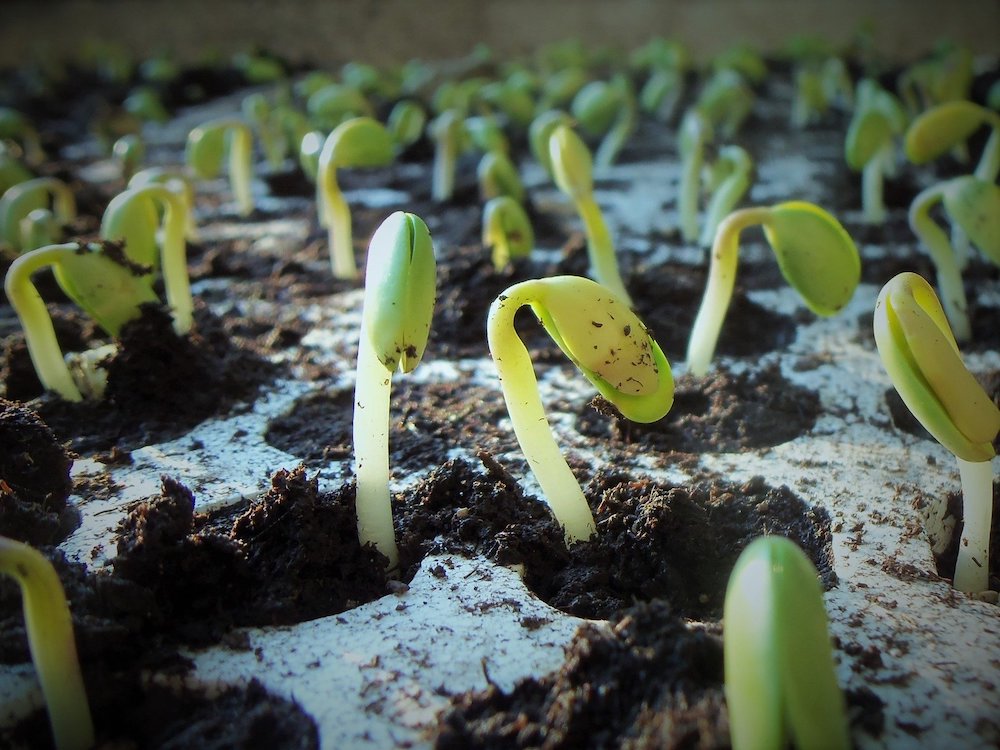 Vinegar Uses in the Garden Seedlings #VinegarUses #Gardening #AllNaturalCleaning #SaveMoney #SaveTime #BudgetFriendly #NonToxic #EnvironmentallyFriendly #PatioCleaning #VinegarCleaning 