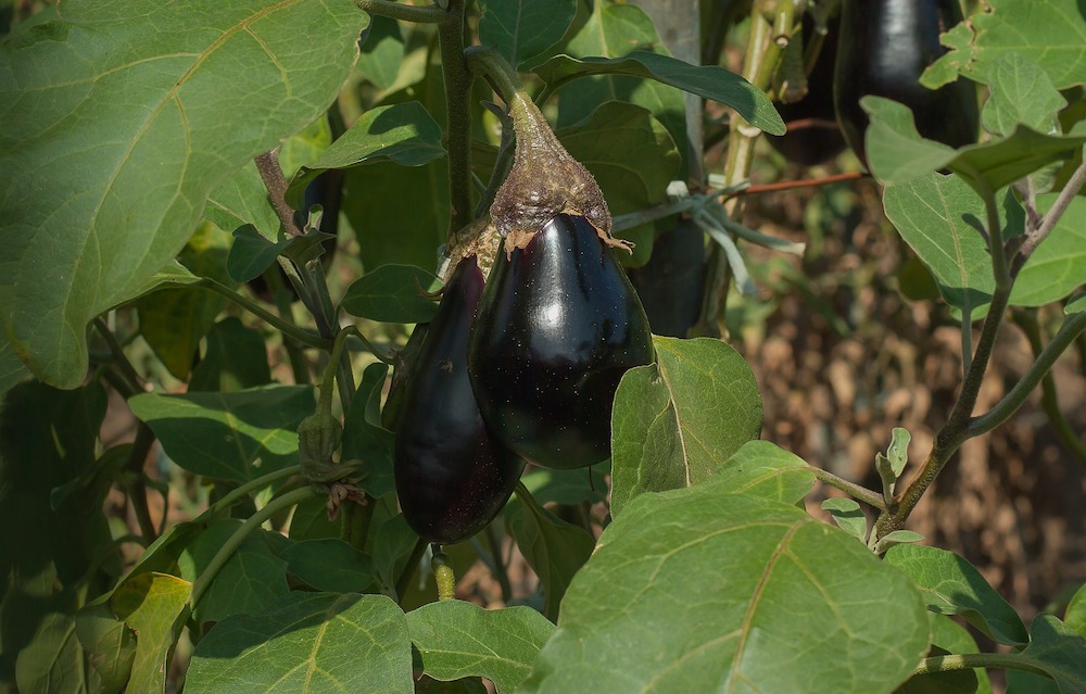 Vegetable Garden with Eggplant #VinegarUses #Gardening #AllNaturalCleaning #SaveMoney #SaveTime #BudgetFriendly #NonToxic #EnvironmentallyFriendly #PatioCleaning #VinegarCleaning 