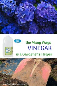 the Many ways Vinegar is a Gardener's Helper #VinegarUses #Gardening #AllNaturalCleaning #SaveMoney #SaveTime #BudgetFriendly #NonToxic #EnvironmentallyFriendly #PatioCleaning #VinegarCleaning