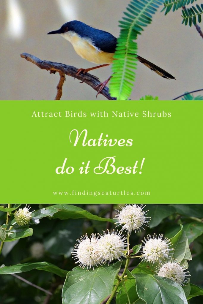 Attract Birds with Native Shrubs Natives do it Best! #Native #NativePlants #NativeGardening #AttractBirds #ShrubsForBirds #ShrubsForWildlife #BeneficialForPollinators #GardeningForPollinators