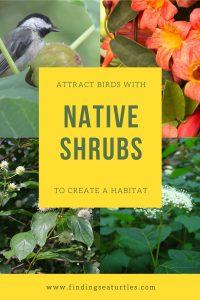 Attract Birds with native shrubs to create a habitat #Native #NativePlants #NativeGardening #AttractBirds #ShrubsForBirds #ShrubsForWildlife #BeneficialForPollinators #GardeningForPollinators 