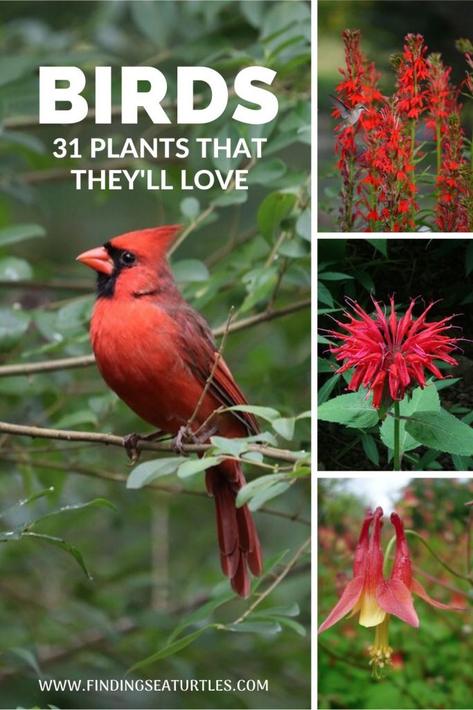 Native Plants that Attract Birds