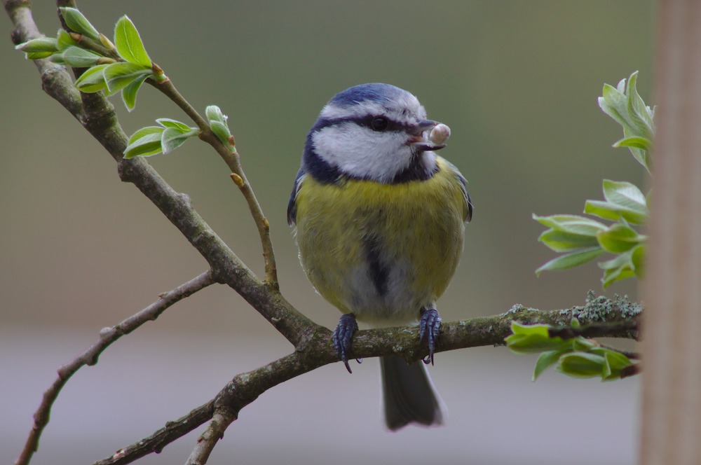 Bluetit Bird #SpringGarden #Gardening #SpringCleaning #SprngGardenCleaning #SpringChores #BenefitsofGardening #GardenWorkOut 