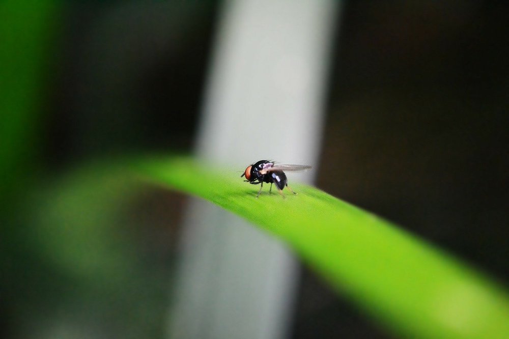 How to Get Rid of Fruit Flies Fruit Fly #Laundry #WashingClothes #CleanClothes #Vinegar #CleaningwithVinegar #SaveMoney #SaveTime #FrugalLiving #FrugalHome 