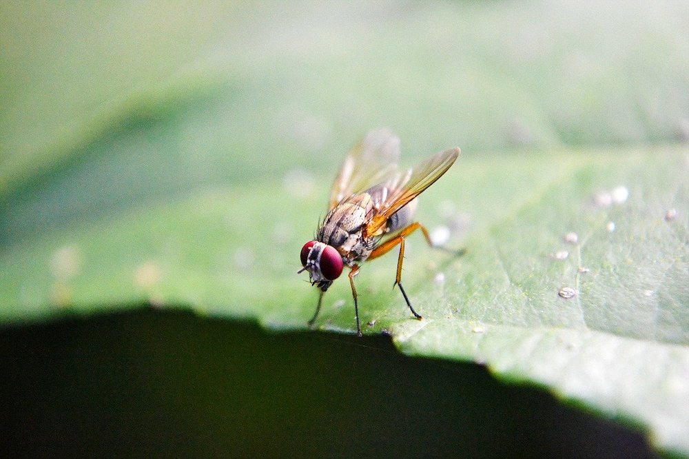 How to Get Rid of Fruit Flies Fruit Fly #Clean #CleanHome #CleanWithVinegar #AppleCiderVinegar #EliminateBugswithVinegar #SaveMoney #SaveTime #FrugalLiving #FrugalHome 