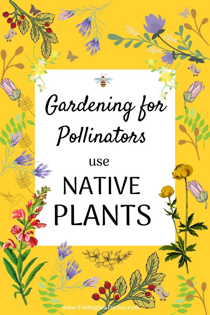 Native Plants that Attract Birds