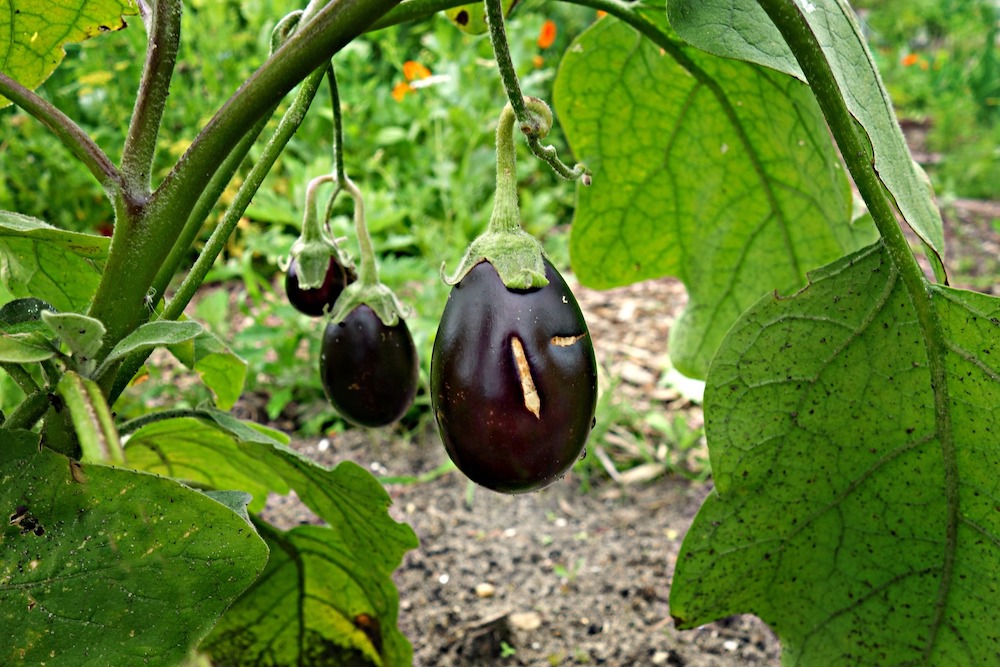 Spring Garden Cleaning Tips Growing Eggplant #SpringGarden #Gardening #SpringCleaning #SprngGardenCleaning #SpringChores #BenefitsofGardening #GardenWorkOut 