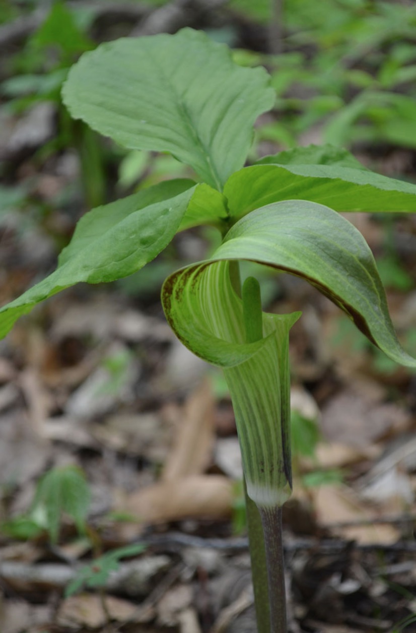 Native Plants that Attract Birds