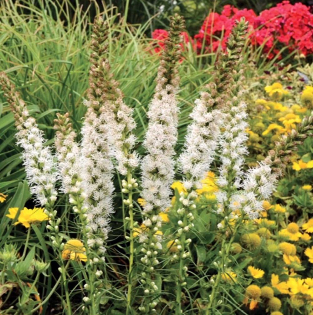 Spring Garden Cleaning Tips Liatris Floristan White #SpringGarden #Gardening #SpringCleaning #SprngGardenCleaning #SpringChores #BenefitsofGardening #GardenWorkOut 