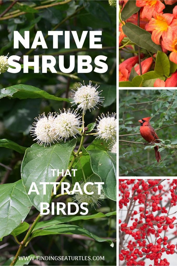 NATIVE SHRUBS THAT ATTRACT BIRDS #Native #NativePlants #NativeGardening #AttractBirds #ShrubsForBirds #ShrubsForWildlife #BeneficialForPollinators #GardeningForPollinators