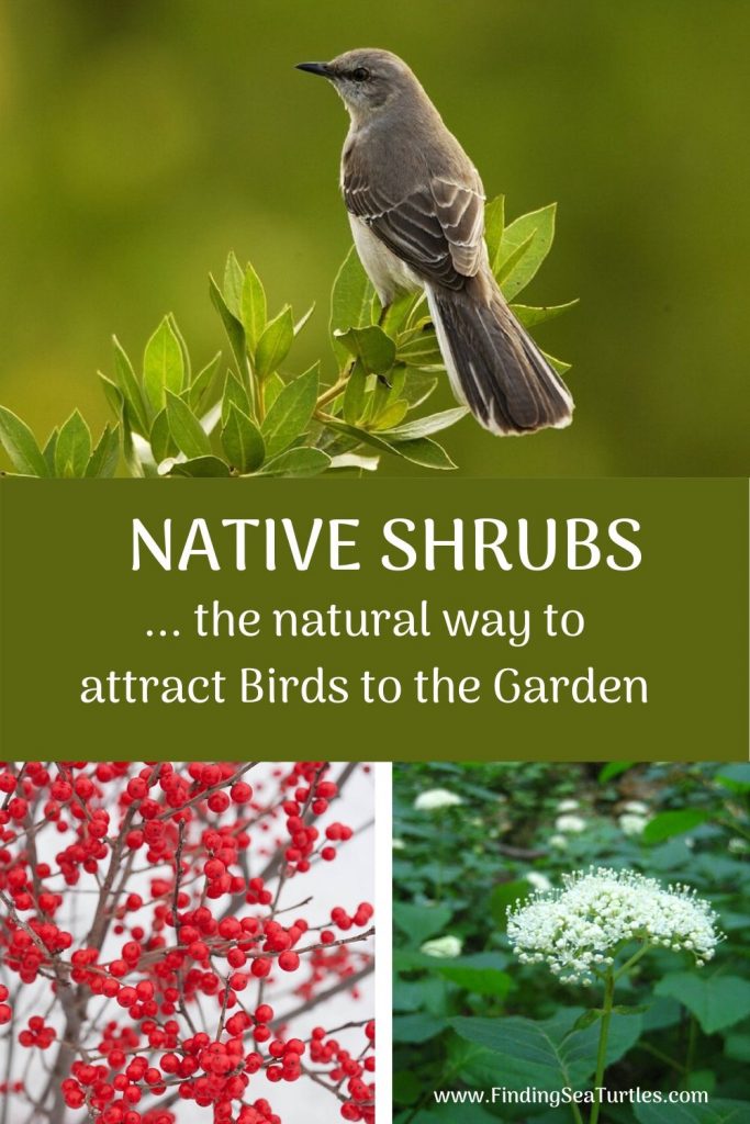Native Shrubs that Attract Birds