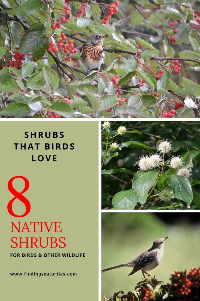 Shrubs that birds love 8 Native Shrubs for birds other wildlife #Native #NativePlants #NativeGardening #AttractBirds #ShrubsForBirds #ShrubsForWildlife #BeneficialForPollinators #GardeningForPollinators