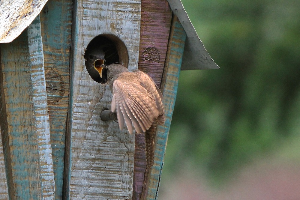 Garden Wildlife Wren Family Birdhouse #SpringGarden #Gardening #SpringCleaning #SprngGardenCleaning #SpringChores #BenefitsofGardening #GardenWorkOut 