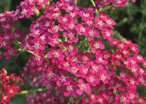 Plants that are Drought Tolerant Achillea m. Saucy Seduction photo by Wits End Gardens #Garden #Gardening #DroughtTolerant #DroughtResistant #BeneficialForPollinators #AttractsBees #AttractsBirds #GardeningForPollinators #Waterwise #WaterwiseGarden 