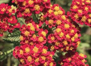 Plants that are Drought Tolerant Achillea m. Strawberry Seduction photo by Wits End Gardens #Garden #Gardening #DroughtTolerant #DroughtResistant #BeneficialForPollinators #GardeningForPollinators #Waterwise #WaterwiseGarden 