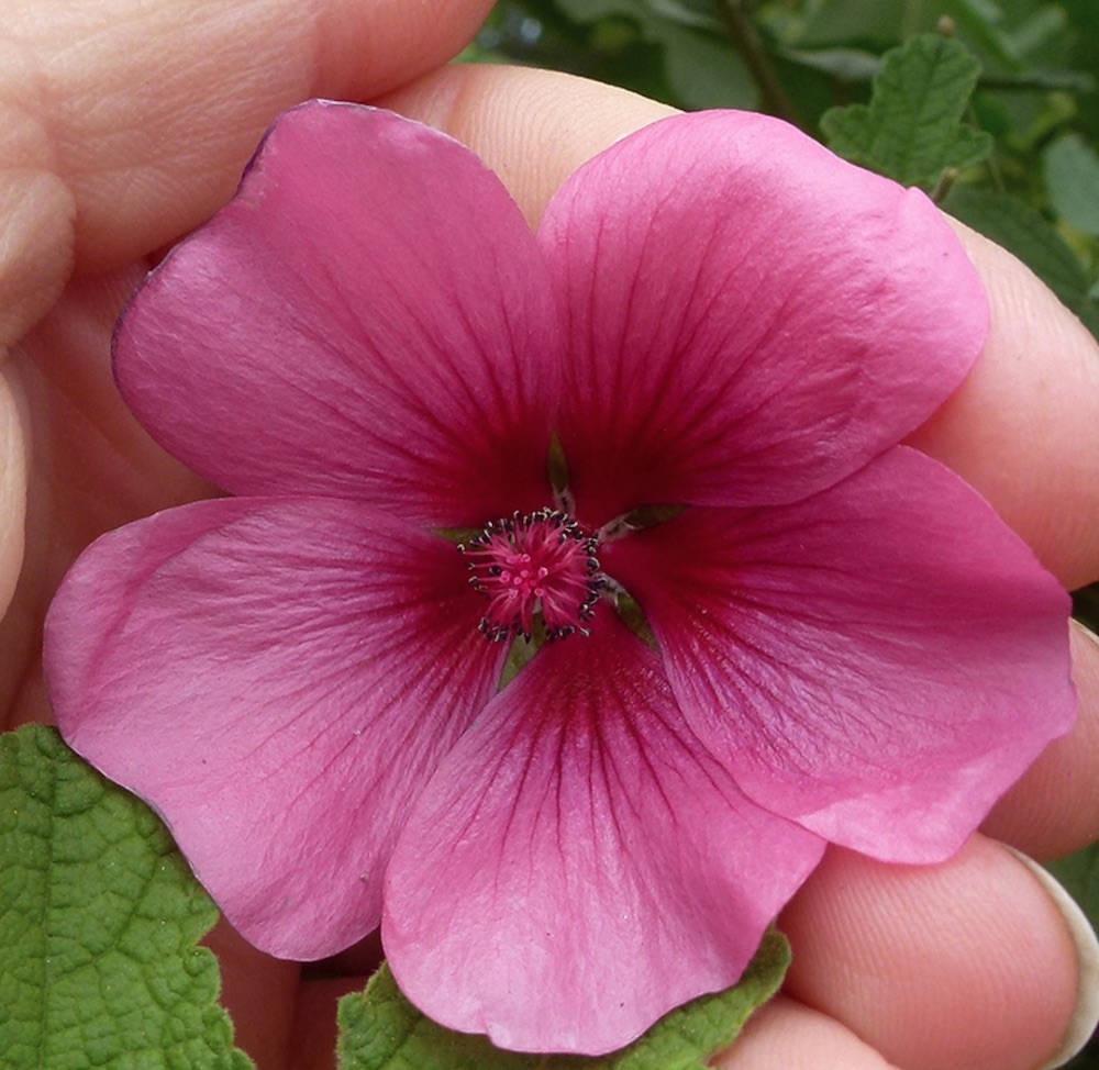 Shrubs that are Drought Tolerant Anisodontea sp. Strybing Beauty #Garden #Gardening #DroughtTolerant #DroughtResistant #BeneficialForPollinators #GardeningForPollinators #Waterwise #WaterWiseGarden 