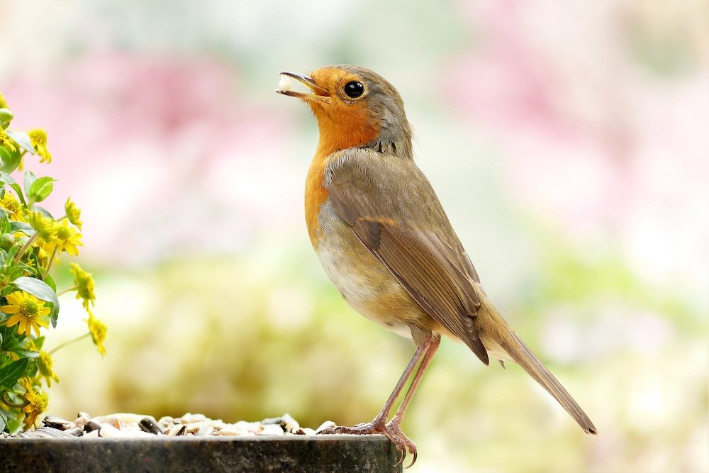 Bird Eating Seeds #Wildlife #NativePlants #Gardening #AttractBirds #WaterSourceForBirds #WaterForWildlife #BeneficialForPollinators #GardeningForPollinators 