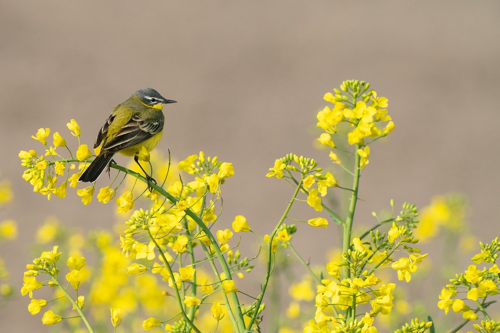 How to Provide a Reliable Water Source for Birds Bird Resting #Wildlife #NativePlants #Gardening #AttractBirds #WaterSourceForBirds #WaterForWildlife #BeneficialForPollinators #GardeningForPollinators 