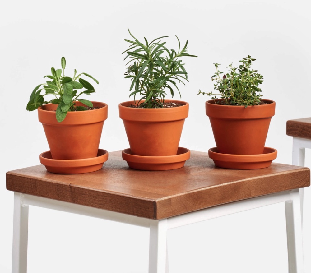 Best Online Flowers and Plants