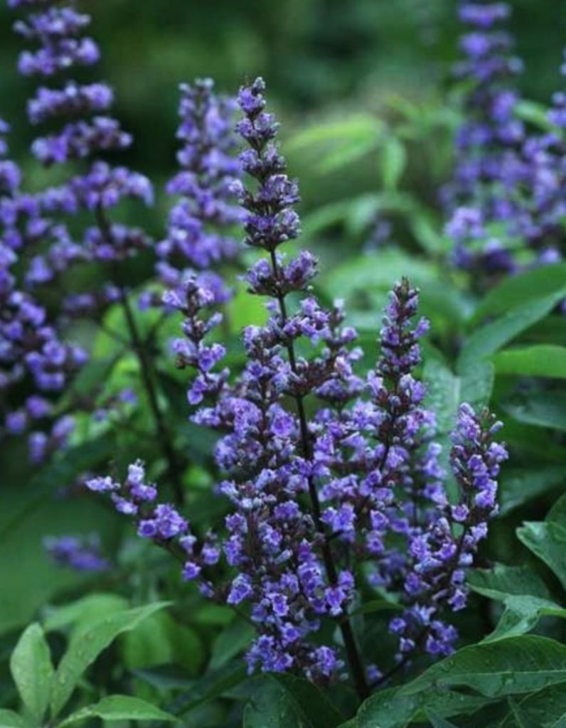 Shrubs that are Drought Tolerant Blue Diddley Vitex #Garden #Gardening #DroughtTolerant #DroughtResistant #BeneficialForPollinators #GardeningForPollinators #Waterwise #WaterWiseGarden 