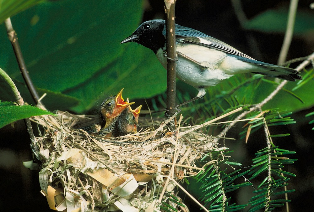 Tips for Providing Nesting Material for Birds Blue Throated Blue Warbler with Baby Blue Warbler and Nest #Wildlife #NativePlants #Gardening #Birds #AttractBirds #NestingMaterials #NestBuilding #BeneficialForPollinators #GardeningForPollinators 