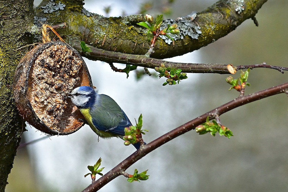 Blue Tit Feeding #Wildlife #NativePlants #Gardening #Birds #AttractBirds #NestingMaterials #NestBuilding #BeneficialForPollinators #GardeningForPollinators 