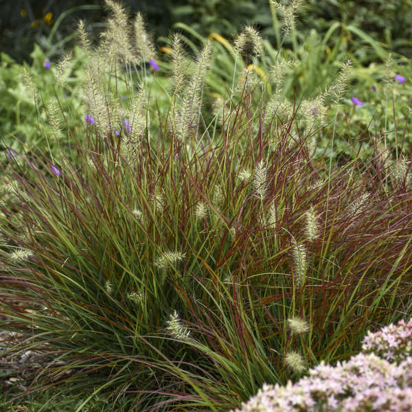 Burgundy Bunny Pennisetum #Mangave #SilverFoxMangave #Garden #Gardening #MadAboutMangave #DroughtTolerant #Succulent #WaltersGardensInc