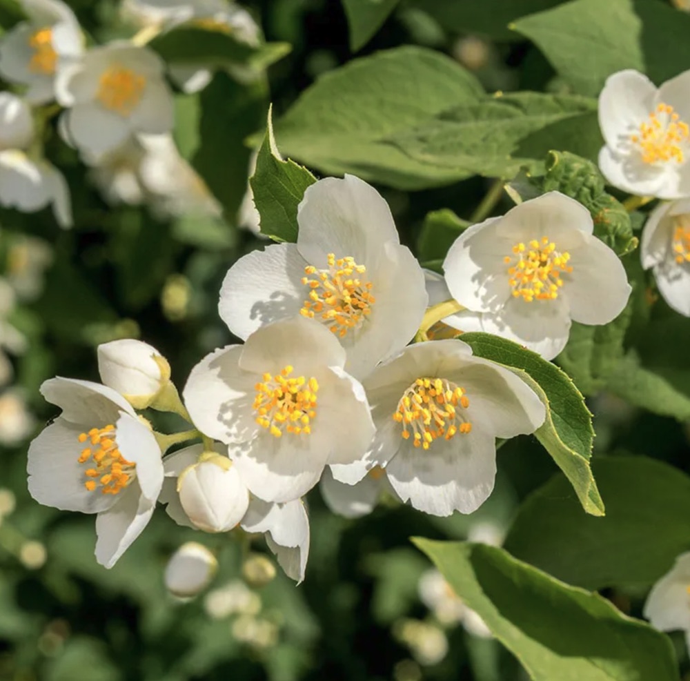 Waterwise Gardening Cheyenne Mock Orange #Garden #Gardening #DroughtTolerant #DroughtResistant #BeneficialForPollinators #GardeningForPollinators #Waterwise #WaterWiseGarden 