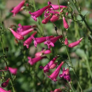 Plants that are Drought Tolerant Coconino County Desert Penstemon photo by Plant Select 
