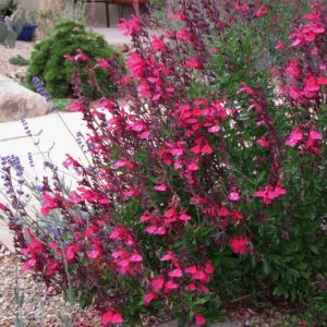 Waterwise Gardens Cold Hardy Pink Texas Salvia #Gardening #DroughtTolerant #DroughtResistant #BeneficialForPollinators #GardeningForPollinators #Waterwise #WaterWiseGarden 