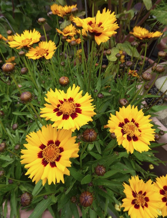 Plants That Are Drought Tolerant