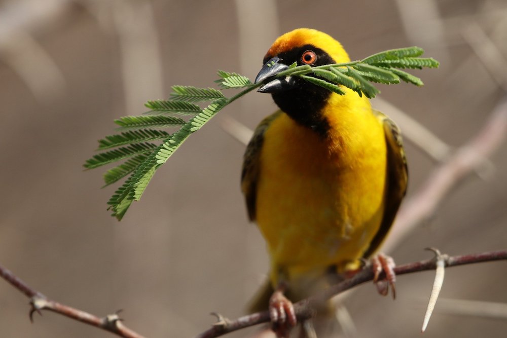 Create a Habitat for Birds #Wildlife #NativePlants #Gardening #AttractBirds #WaterSourceForBirds #WaterForWildlife #BeneficialForPollinators #GardeningForPollinators 