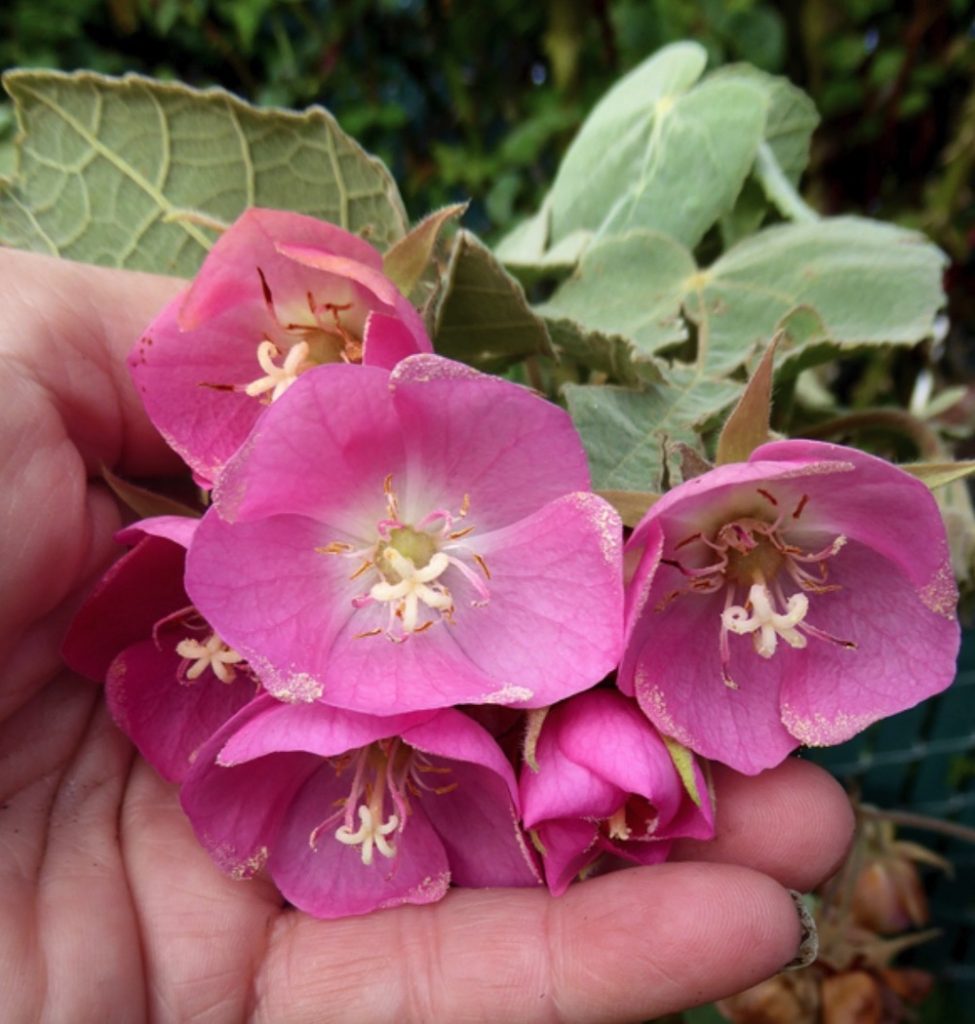 Shrubs that are Drought Tolerant Dombeya burgessiae Pink Form #Garden #Gardening #DroughtTolerant #DroughtResistant #BeneficialForPollinators #GardeningForPollinators #Waterwise #WaterWiseGarden 