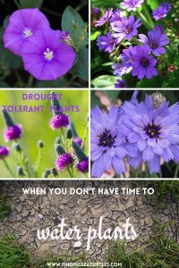 Drought tolerant plants when you don't have time to water plants #Gardening #DroughtTolerant #DroughtResistant #BeneficialForPollinators #GardeningForPollinators #Waterwise #WaterWiseGarden 