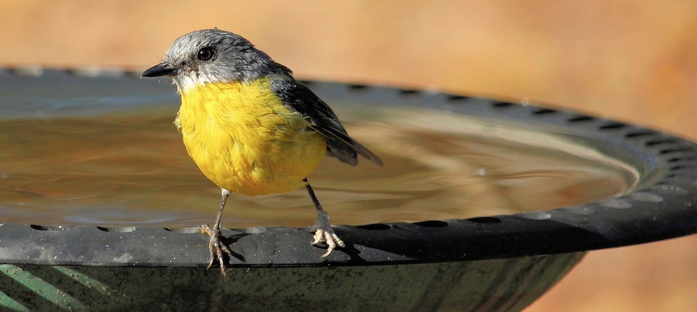 How to Provide a Reliable Water Source for Birds Eastern Yellow Robin #Wildlife #NativePlants #Gardening #AttractBirds #WaterSourceForBirds #WaterForWildlife #BeneficialForPollinators #GardeningForPollinators