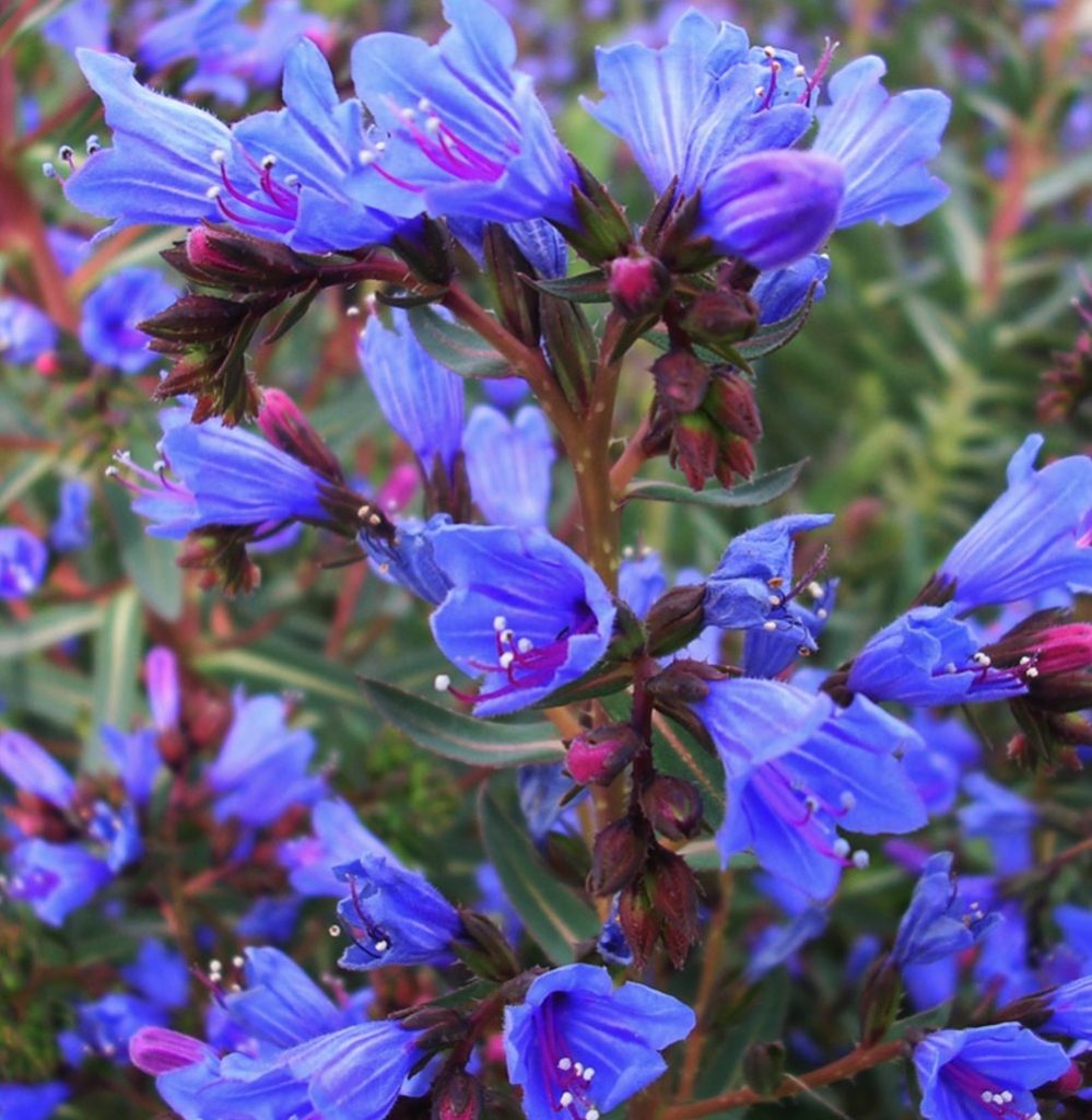 Shrubs that are Drought Tolerant Echium gentianoides Tajinaste #Garden #Gardening #DroughtTolerant #DroughtResistant #BeneficialForPollinators #GardeningForPollinators #Waterwise #WaterWiseGarden 