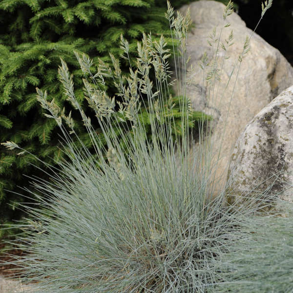 Garden Wonders Elijah Blue Festuca #Mangave #SilverFoxMangave #Garden #Gardening #MadAboutMangave #DroughtTolerant #Succulent #WaltersGardensInc